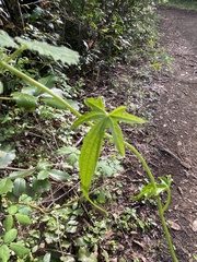 Dioscorea brachybotrya