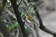 Hylocichla mustelina