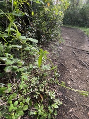 Dioscorea brachybotrya