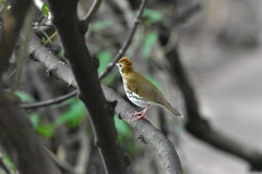 Hylocichla mustelina