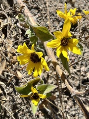 Helianthus petiolaris