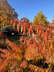 Acer ginnala