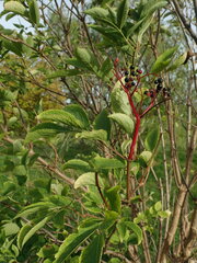 Sambucus nigra