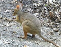 Thylogale stigmatica