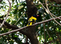 Oriolus xanthornus
