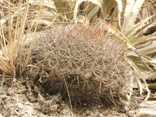 Parodia stuemeri