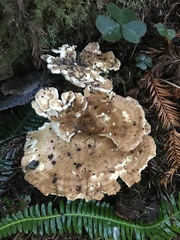Bondarzewia occidentalis