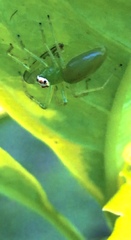 Lyssomanes viridis