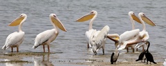 Pelecanus onocrotalus