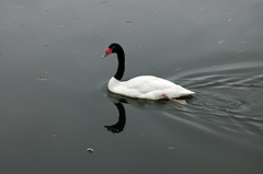 Cygnus melancoryphus