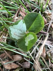 Porphyrosela minuta