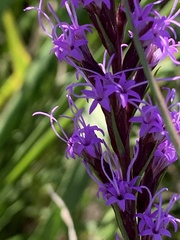 Liatris acidota