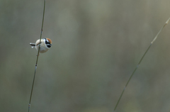 Aegithalos concinnus