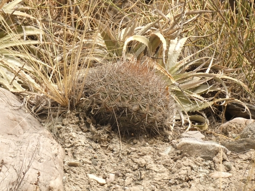 Parodia stuemeri
