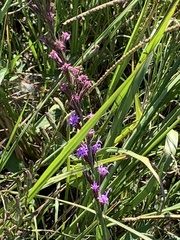 Liatris acidota