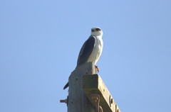 Elanus caeruleus caeruleus