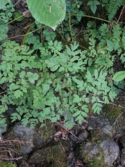 Corydalis scouleri