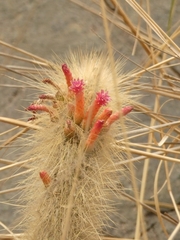 Cleistocactus hyalacanthus