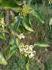 Hovenia dulcis