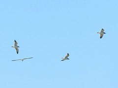 Leucophaeus pipixcan