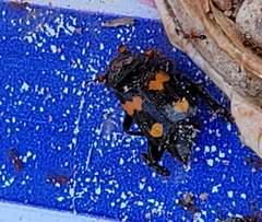 Nicrophorus orbicollis