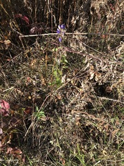 Gentiana andrewsii