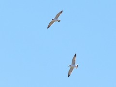 Leucophaeus pipixcan