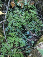 Corydalis scouleri