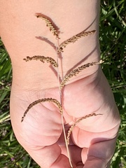 Paspalum plicatulum