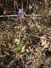 Gentiana andrewsii