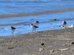 Calidris minutilla