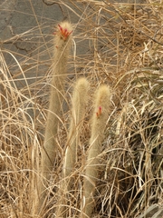 Cleistocactus hyalacanthus