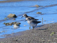 Calidris minutilla