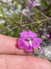 Agalinis filifolia