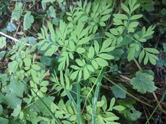 Corydalis scouleri