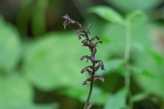 Platanthera lacera