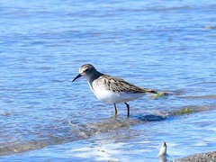 Calidris minutilla