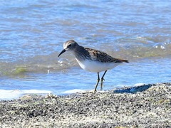 Calidris minutilla