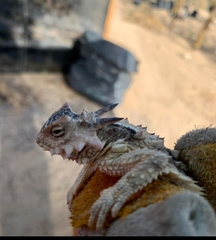 Phrynosoma coronatum