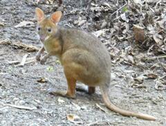 Thylogale stigmatica