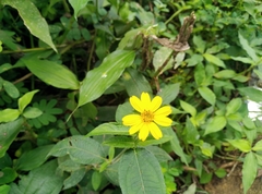 Tithonia diversifolia