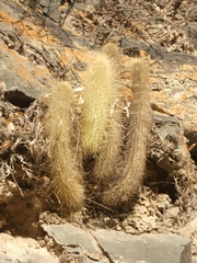 Cleistocactus hyalacanthus