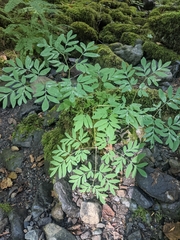 Corydalis scouleri