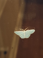 Chlorochlamys chloroleucaria