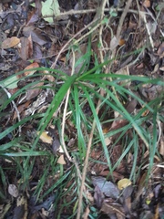 Freycinetia percostata