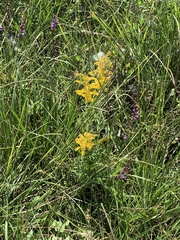 Solidago tortifolia