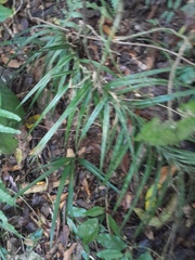 Freycinetia percostata