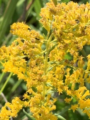 Solidago tortifolia