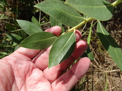 Stillingia sylvatica