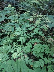 Corydalis scouleri